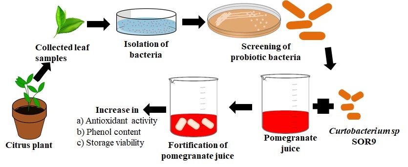 Graphical Abstract